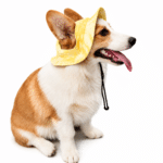 Bob pour Chien