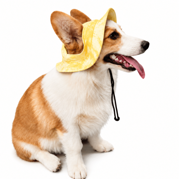 Bob pour Chien