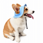 Bob pour Chien Bleu