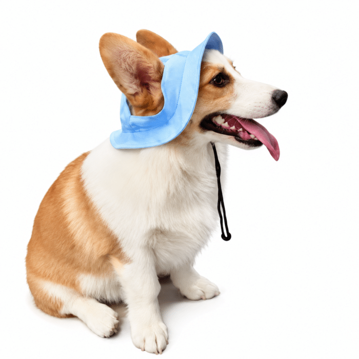 Bob pour Chien Bleu