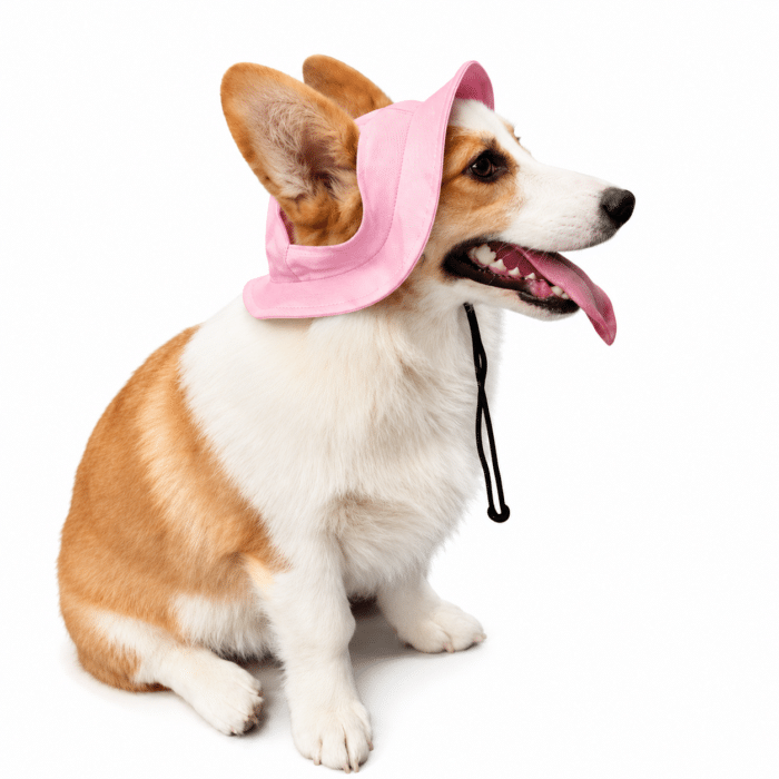 Bob pour Chien Rose